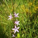 Campanula rapunculusFlor