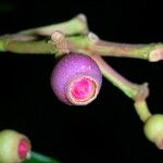 Conostegia rufescens Fruit