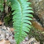 Polystichum acrostichoides ഇല