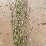 Urochloa maxima Цветок