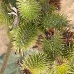 Xanthium orientale Plod