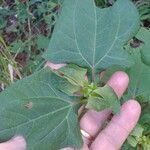 Smallanthus uvedalia Leaf