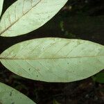 Annona neoelliptica Leaf