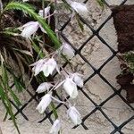 Dendrobium aphyllum Blomma