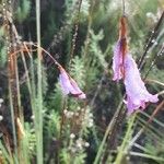 Dierama cupuliflorum Flower