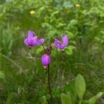 Primula pauciflora Kvet