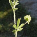 Anthyllis circinnata Other