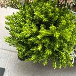 Hebe cupressoides 葉