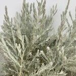 Artemisia tridentata 葉