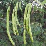 Senna pendula Fruit