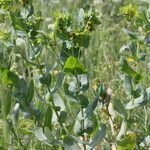 Cerinthe glabra Hábito
