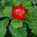 Potentilla indica Costuma