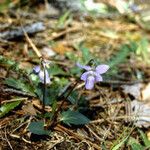 Viola sagittata 整株植物