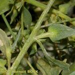 Atriplex longipes Други