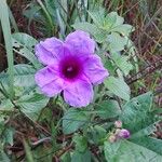 Ipomoea mauritiana ফুল