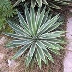 Agave vivipara Deilen