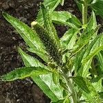Veronica longifolia Fula