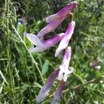 Vicia monantha Blüte