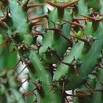 Euphorbia angustiflora 葉