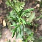 Papaver hybridum Leaf