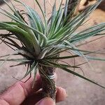 Tillandsia ionantha葉