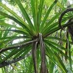 Pandanus purpurascens Hoja