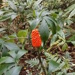 Arisaema serratum Fruit