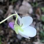 Viola alba Flor