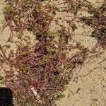 Elatine hexandra Natur