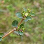 Chamaesyce serpens Лист