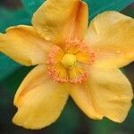 Hypericum × hidcoteenseFlor