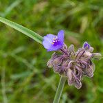 Tradescantia occidentalis Květ