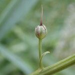 Lysimachia ephemerum Fruit