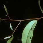 Anaxagorea dolichocarpa Rusca