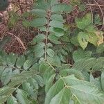 Clausena anisata Blatt