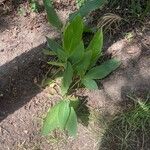 Canna flaccida Leaf