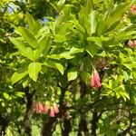 Vaccinium padifolium Flower