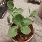 Kalanchoe marmorata Ліст