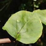 Bougainvillea spp. برگ