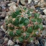 Thelocactus conothelos 葉