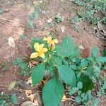 Barleria prionitis Folha