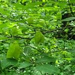 Staphylea trifolia Цвят