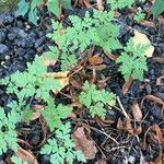 Geranium robertianumLeaf