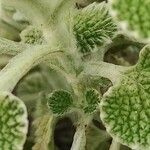 Marrubium supinum Ekosanga