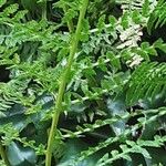 Athyrium filix-femina Écorce