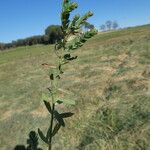 Linum strictum Bark