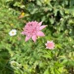 Astrantia maxima Λουλούδι