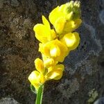 Genista sagittalis Blüte