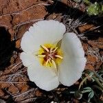 Calochortus flexuosus