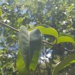 Passiflora laurifolia Folio